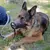 Focinheira Ferplast Safe Grande para cachorros - loja online