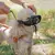 Focinheira Ferplast Safe Pequena para cachorros - loja online