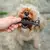 Ferplast Smile Bone Sm/Md Brinquedo Para Cachorro na internet