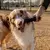 Ferplast Smile Bone Sm/Md Brinquedo Para Cachorro - loja online