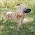 Imagem do Focinheira Ferplast Safe Pequena para cachorros