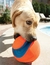 Bola Chuckit Kick Fetch Grande - Brinquedo para cachorros na internet