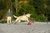 Bola Chuckit Kick Fetch Grande - Brinquedo para cachorros - Chiaradia Pet Store