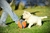 Bola Chuckit Kick Fetch Grande - Brinquedo para cachorros - loja online
