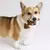 Benebone FishBone - Mordedor para cachorro - Chiaradia Pet Store