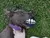 Kong Grinz By Rogz - Brinquedo para cachorro - Chiaradia Pet Store