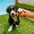 Benebone Puppy 2 FishBone - Mordedor Para Filhotes e Cachorros Pequenos - comprar online