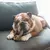 Benebone Ring Bacon- Mordedor para cachorro - loja online