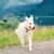 Benebone Dental Chew Frango - Mordedor para cachorro - Chiaradia Pet Store