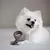 Benebone Dental Chew Bacon - Mordedor para cachorro - Chiaradia Pet Store