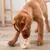 Benebone Puppy 2 FishBone - Mordedor Para Filhotes e Cachorros Pequenos - Chiaradia Pet Store