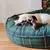 Benebone Maple Stick - Mordedor para cachorro - Chiaradia Pet Store