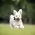 Benebone Puppy MapleStick - Mordedor para cachorros pequenos ou filhotes - loja online