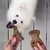 Benebone Tiny 2 Pack Bacon - Mordedor para cachorro - comprar online