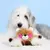 Valentine’s Brainey ZippyPaws - Pelúcia para Cachorros - comprar online