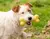 PETTA Q Monster Mordedor Candy Bone Para Cães - comprar online