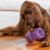 Outward Hound Double Snoop Roxo Brinquedo de borracha para cachorro na internet