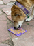 Imagem do Soda Pup Licki Mat Emat Tapete de Lamber Pequeno para Cachorro