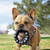 Kong Extreme Ring Brinquedo para Cachorro - Chiaradia Pet Store
