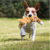 Kong Scrunch Knots Fox Pelúcia Reforçada para Cachorro na internet