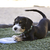 Kong Puppy Flyer - Brinquedo para cachorro - comprar online
