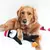Zippy Paws Holiday Crinkle Pinguim Pequeno na internet