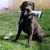 KONG Bunji High-Viz Bumper Médio - Brinquedo para cães - comprar online