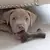 Benebone Puppy MapleStick - Mordedor para cachorros pequenos ou filhotes na internet