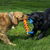 Kong Rope Rally Stick Md Cabo de Guerra Para Cachorro na internet