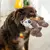 O KONG Scampers Lemur Médio - Pelúcia para cachorro - comprar online