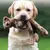 Kong Wubba Friends Urso - Brinquedo para cachorro - comprar online