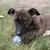 Kong Puppy Ball Recheável - Brinquedo para cachorro - comprar online