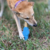 Soda Pup Chew Holder Suporte Dispenser de Borracha para Cachorro - Chiaradia Pet Store
