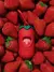 Vetreska Pet Strawberry 1 Dispenser + 1 rolo na internet