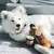 Zippy Paws Happy Hour Crusherz – Whiskey - Chiaradia Pet Store