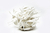 biophilic yeti II na internet