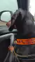 Coleira de Identificação Personalizada para Cachorros na internet