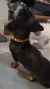 Coleira de Identificação Personalizada para Cachorros - comprar online
