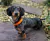 Coleira de Identificação Personalizada para Cachorros
