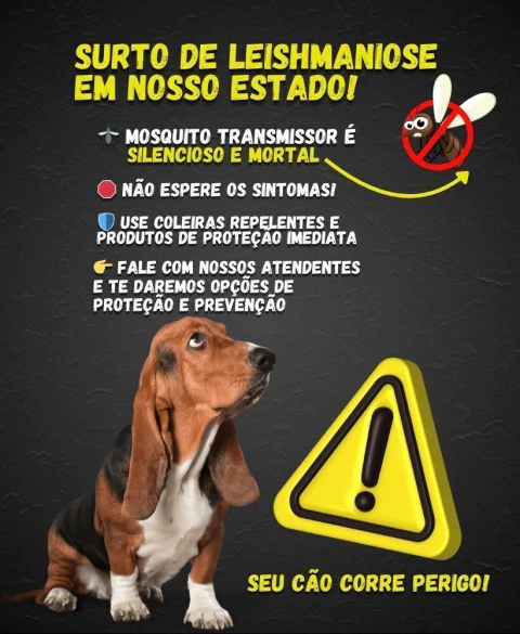 Carrossel 1