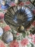Petisqueira Concha - comprar online