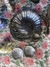 Petisqueira Concha - loja online