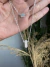 Mix de Colares Vibe Azul Prata 925 - comprar online