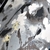 Papel de Parede TNT TH693043 - 0,53x10M - comprar online