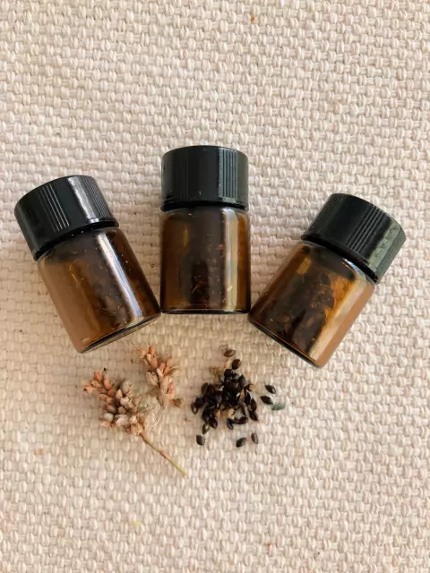 Semillas de índigo japonés (Persicaria tinctoria)