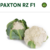 Sementes Couve Flor Paxton RZ F1 - 2.500 sementes na internet