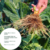 Sementes Couve Flor Paxton RZ F1 - 2.500 sementes - Capim branco agronegócios