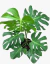 Monstera deliciosa - vivero vip garden