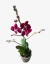 Orquideas Phalaenopsis - vivero vip garden