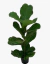 Ficus Pandurata - comprar online